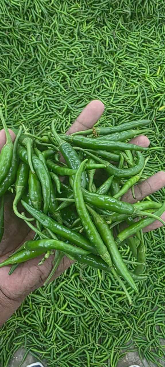 Fresh Green Chilli